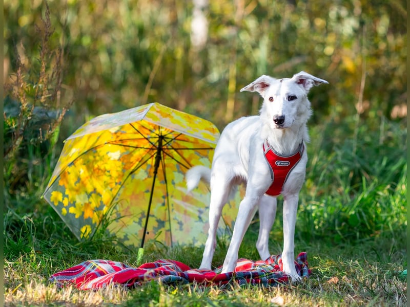 Weißer Uma sucht zu hause