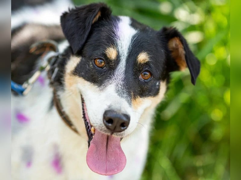 Anhänglich Loki will nach hause