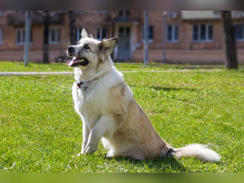 Sheila will liebe und Zuneigung