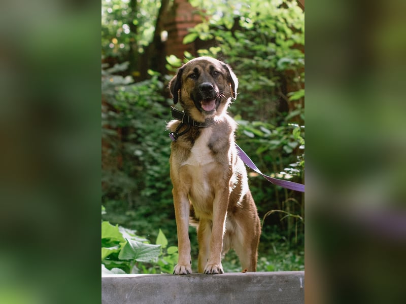 Aksi möchte ihre ganze Liebe zeigen