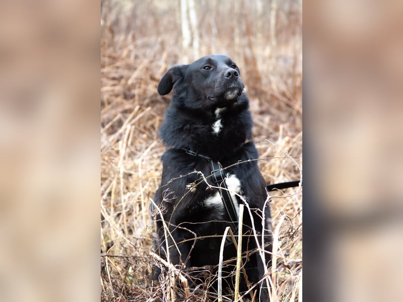 Familienhund Semön sucht ein Zuhause