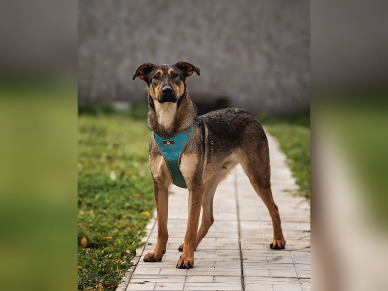 Mutiger Krosh sucht aktive Familie