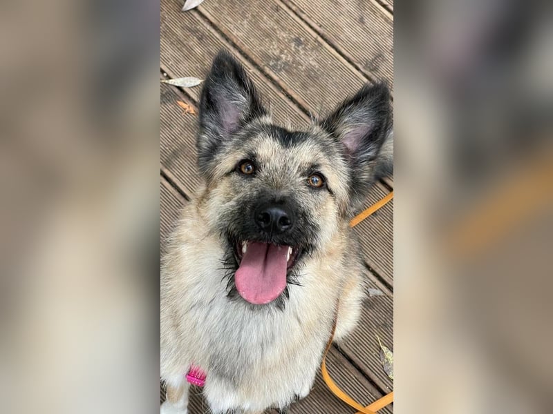 Bella sucht zuhause für immer