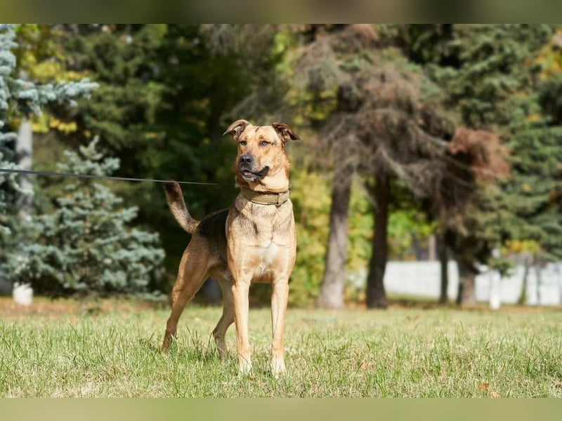 Freundlicher und anhänglicher Grisha sucht Familie