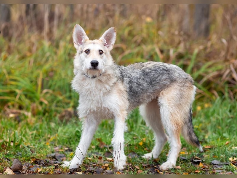 Freundliche Belka sucht liebevolle Familie