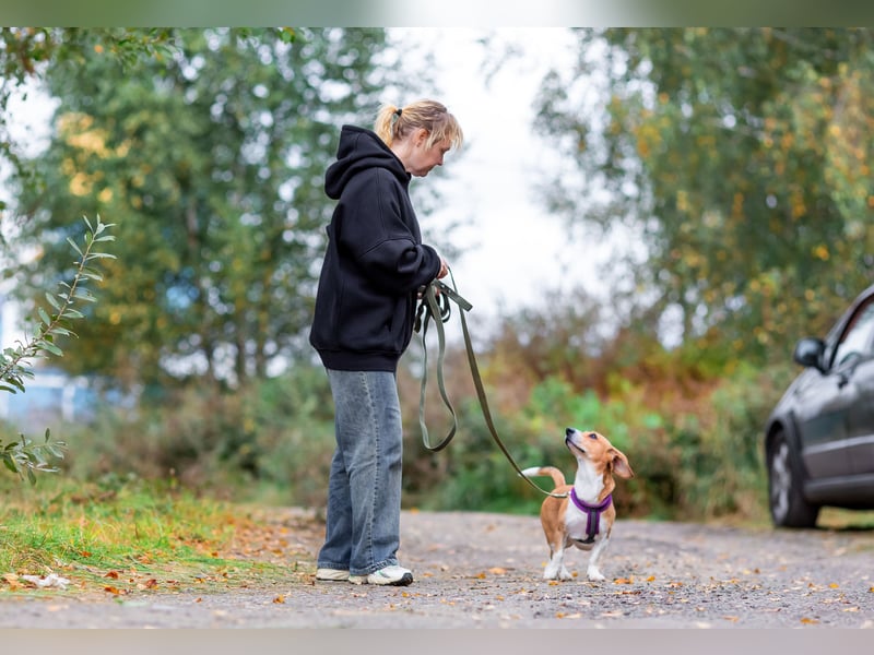 Bucks sucht menschen mit liebe und geduld