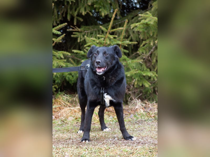 Familienhund Semön sucht ein Zuhause