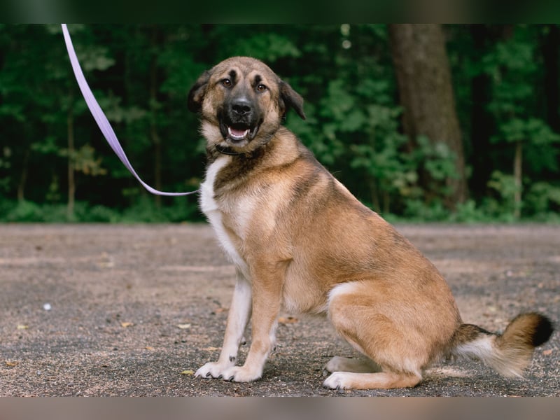 Aksi möchte ihre ganze Liebe zeigen