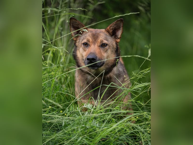 Anhängliche Nika sucht Menschen