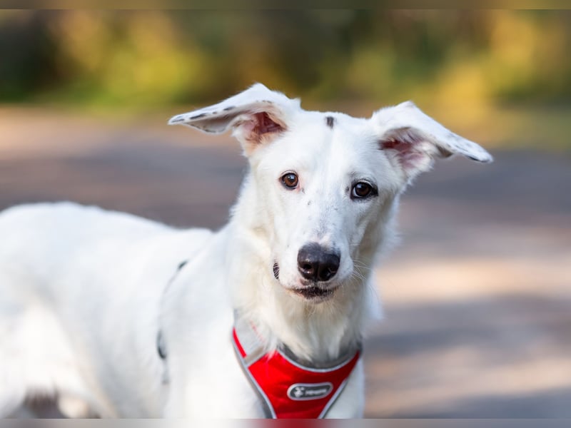 Weißer Uma sucht zu hause