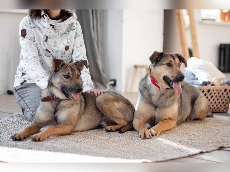 Hübscher Mickey braucht liebe