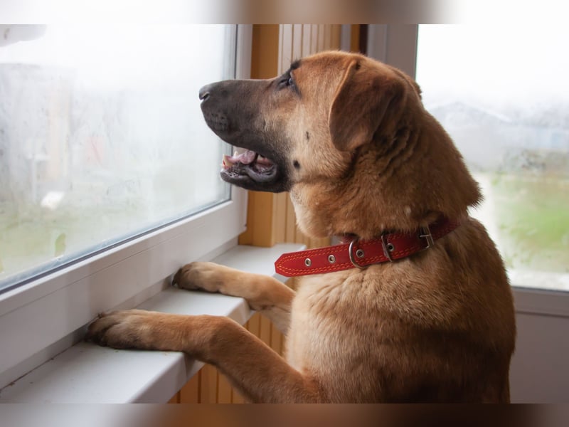 Junge hübsche Leia sucht Familie