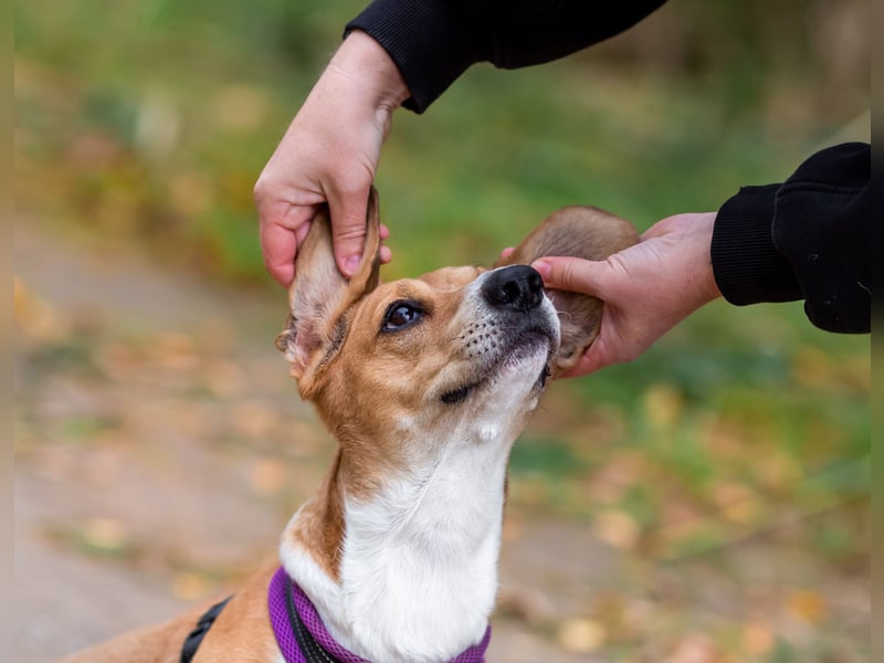 Bucks sucht menschen mit liebe und geduld