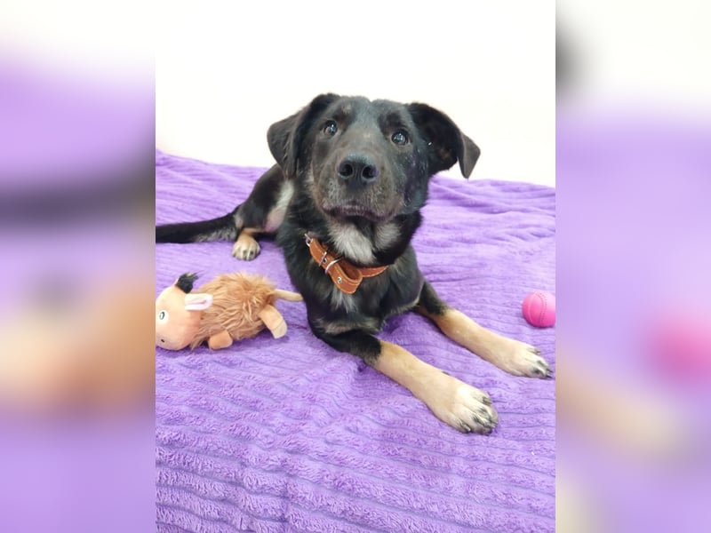 Junger lieber Roni sucht ....