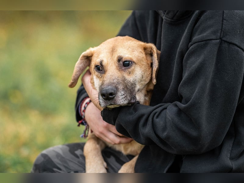 Blind und Taub sucht Pryanik seine Familie