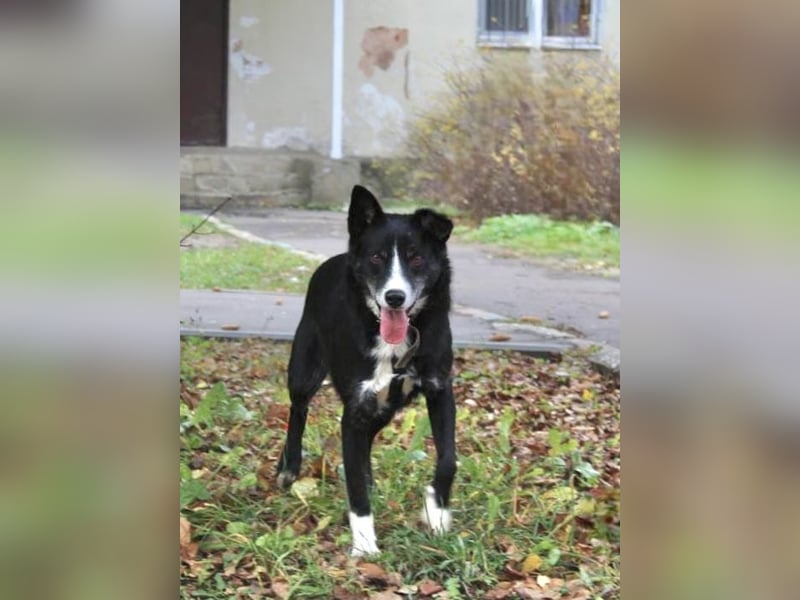 Mike sucht Traumzuhause