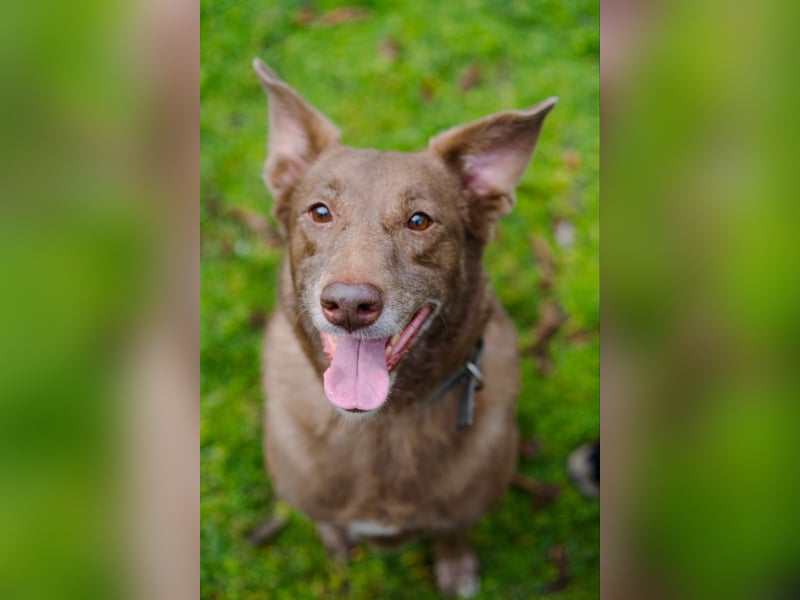 Hündin Archie sucht ein Zuhause