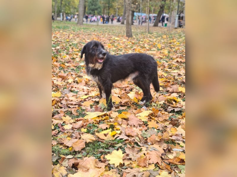 Harley ist ein Hund mit besonderen Bedürfnissen, der ein Zuhause sucht.