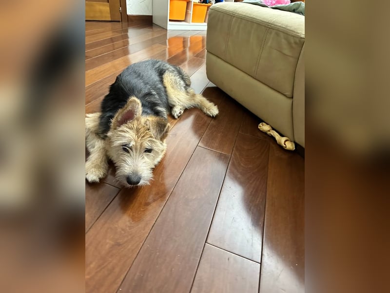 Lustige Jersey verzaubert alle