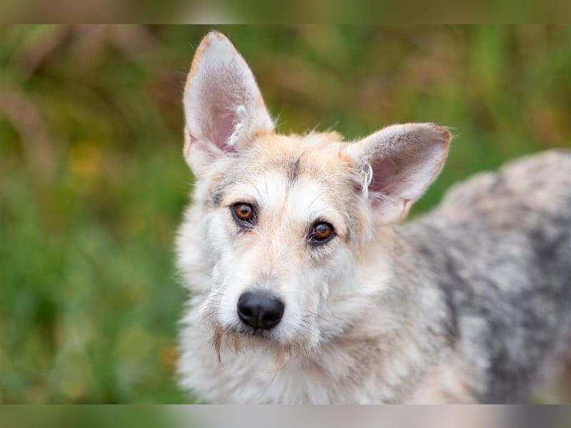 Freundliche Belka sucht liebevolle Familie