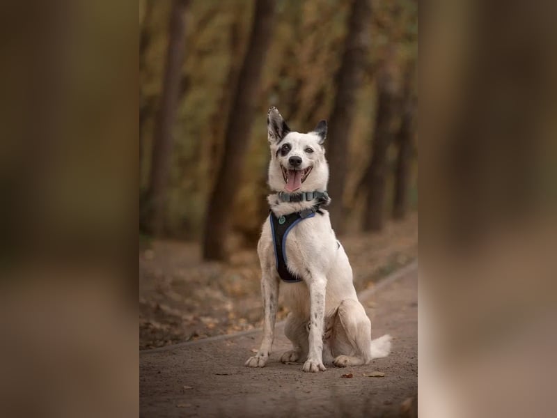 Liebevoll begleitet dich Orlando