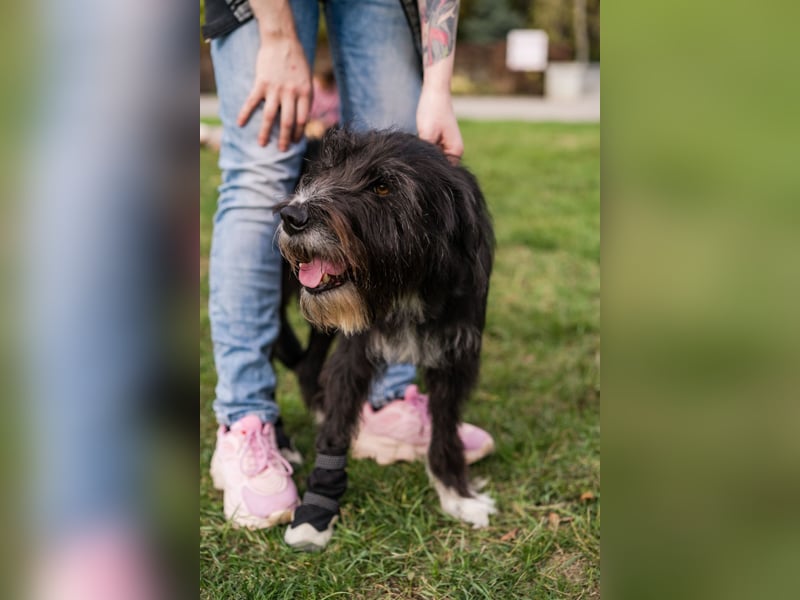 Harley ist ein Hund mit besonderen Bedürfnissen, der ein Zuhause sucht.