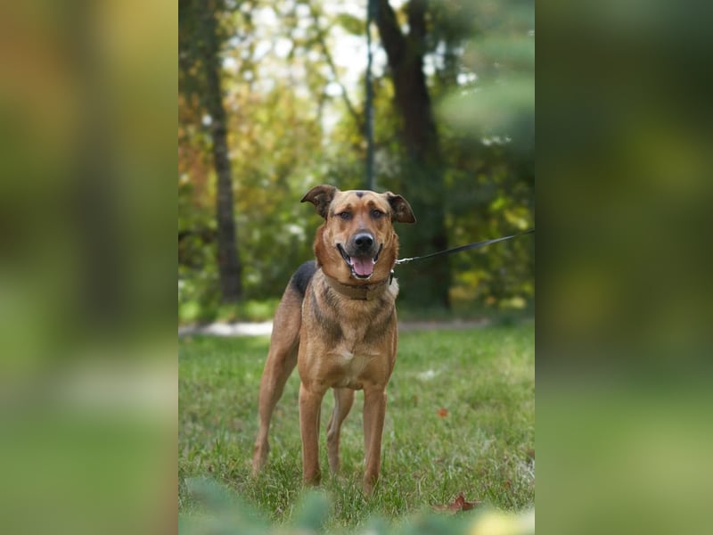 Freundlicher und anhänglicher Grisha sucht Familie