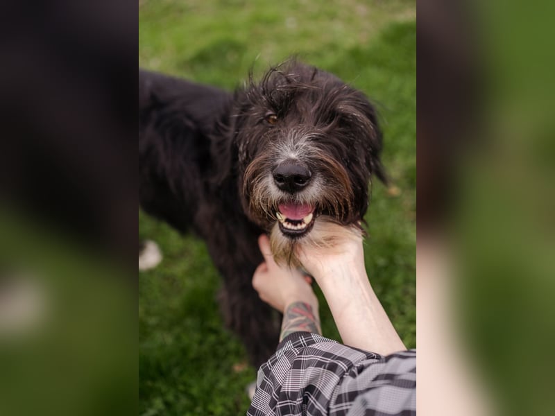 Harley ist ein Hund mit besonderen Bedürfnissen, der ein Zuhause sucht.
