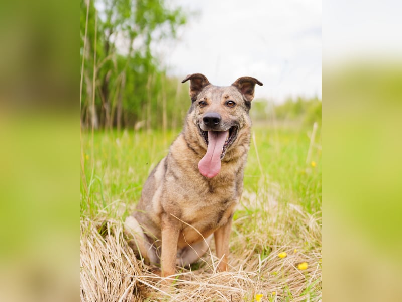 Hübscher Mickey braucht liebe