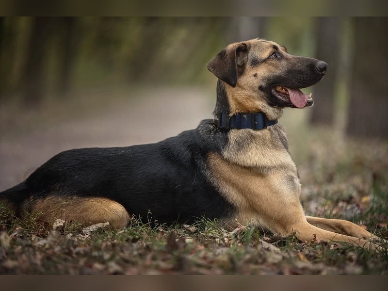 Gib Nosok eine neue Chance...