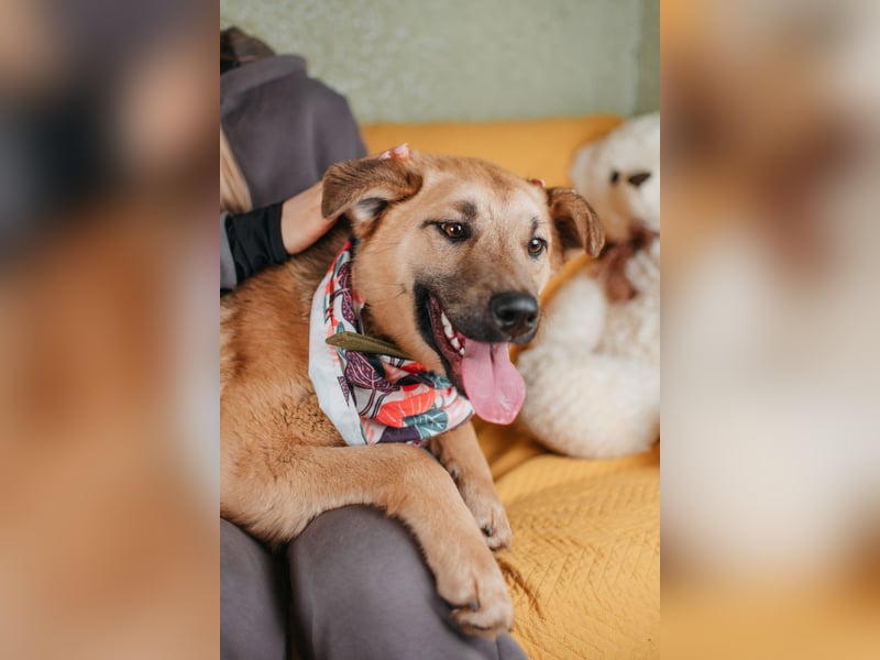 Hundemädchen Mila sucht Familie