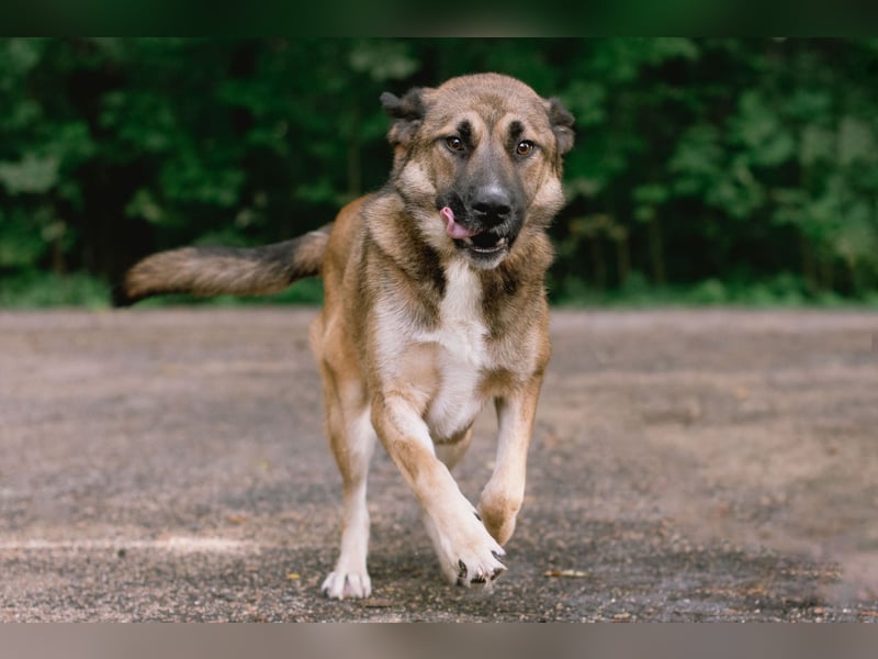 Aksi möchte ihre ganze Liebe zeigen