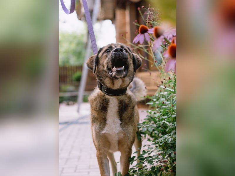 Aksi möchte ihre ganze Liebe zeigen