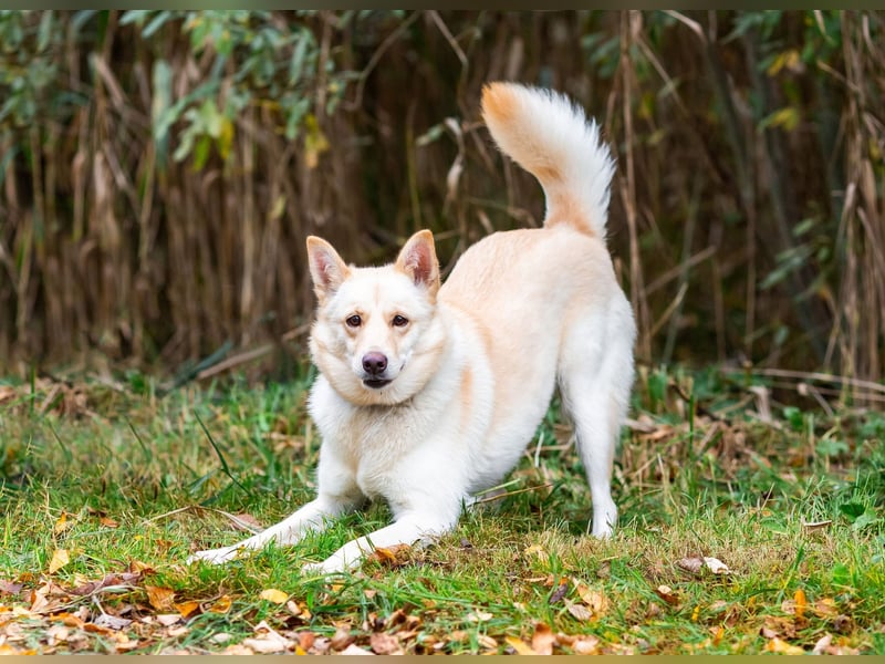 Weiße Schönheit Elsa sucht Familie