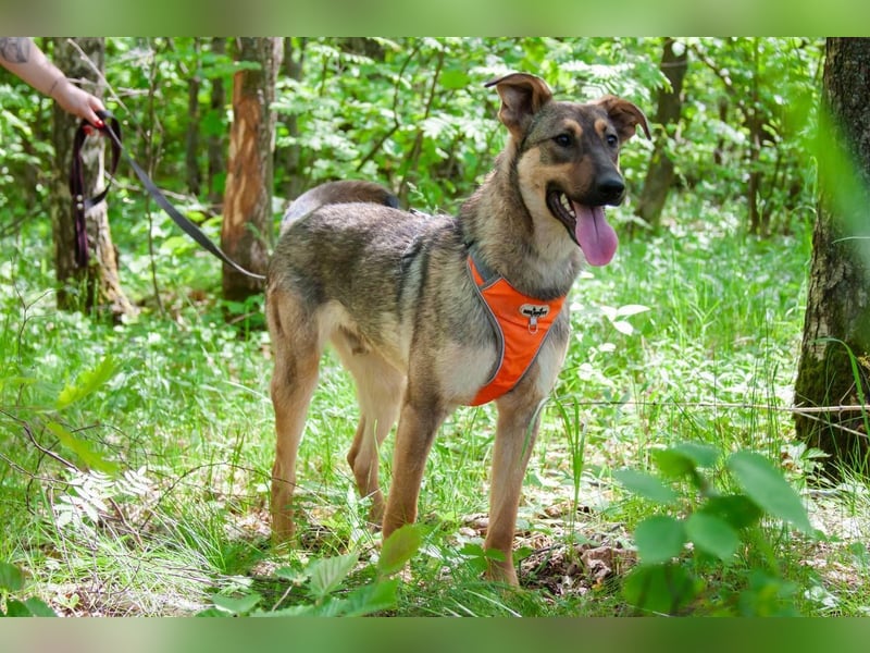 Mutiger Krosh sucht aktive Familie