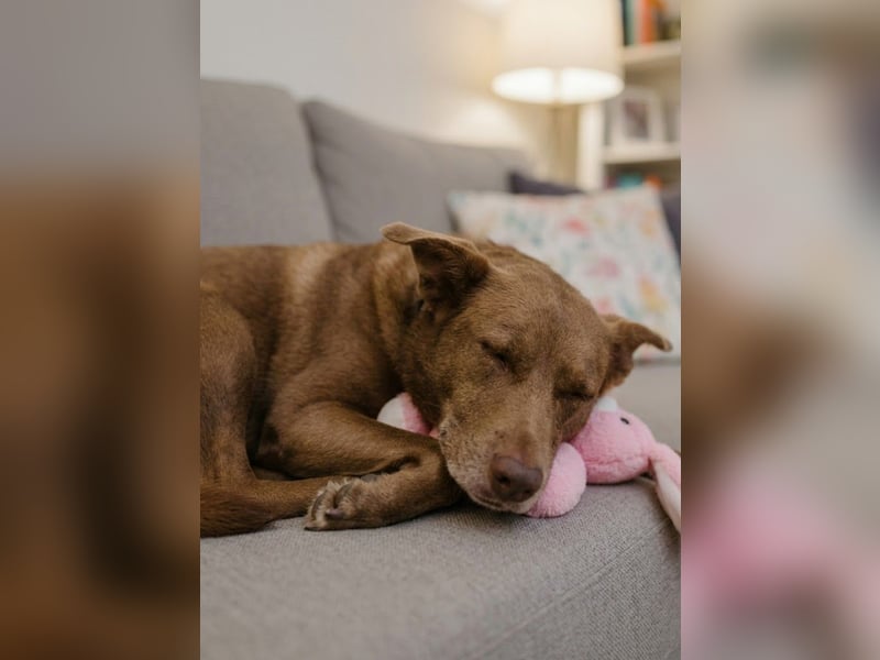 Hündin Archie sucht ein Zuhause