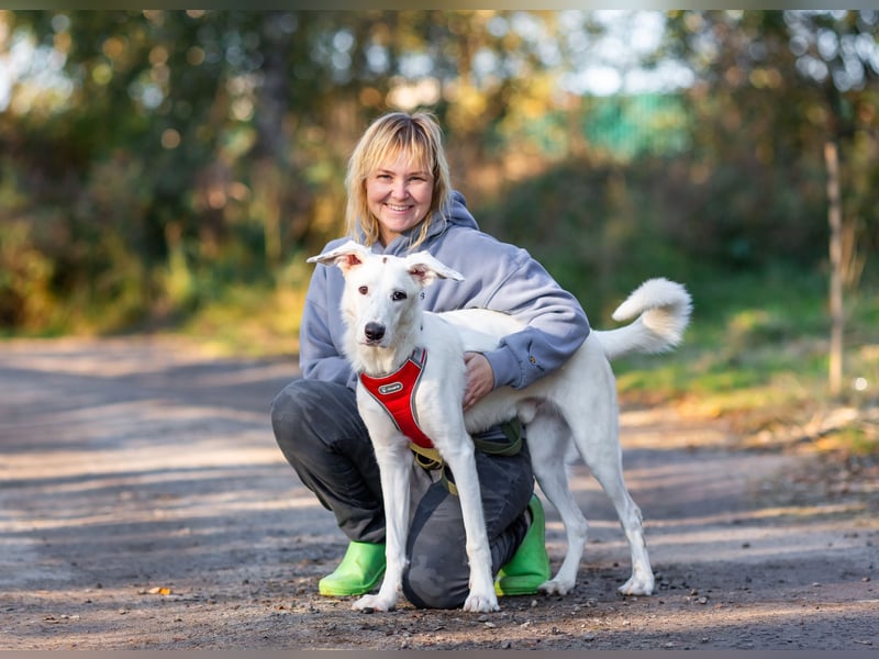 Weißer Uma sucht zu hause