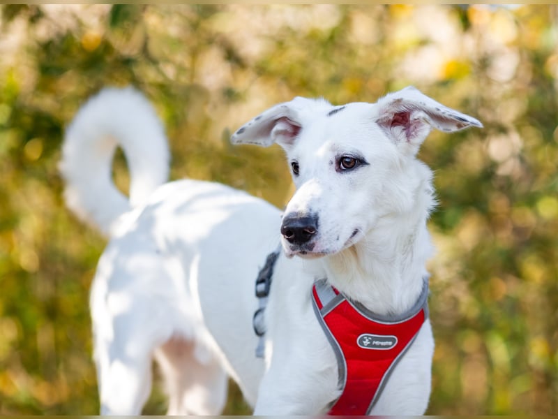 Weißer Uma sucht zu hause