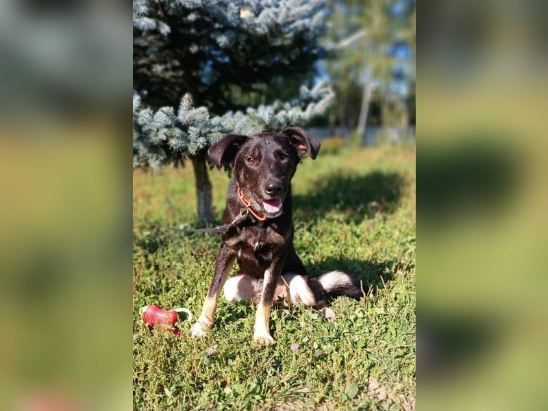 Junger lieber Roni sucht ....