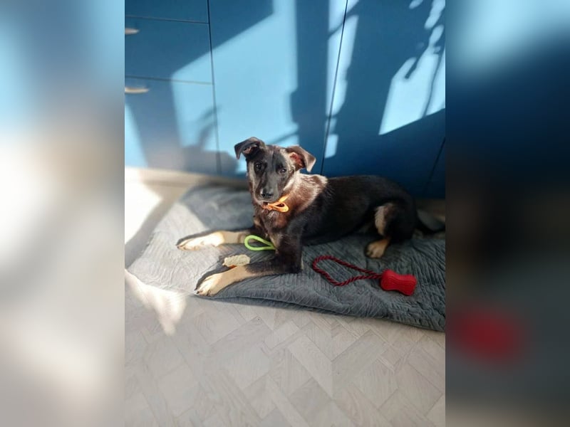 Junger lieber Roni sucht ....