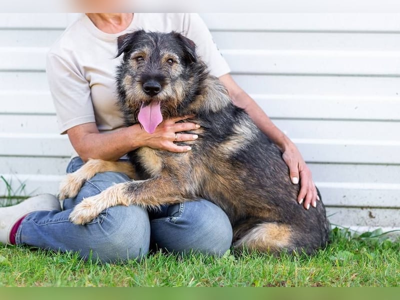 Familienhund Diver sucht...