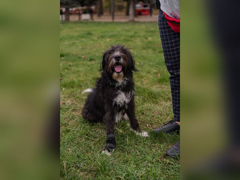 Harley ist ein Hund mit besonderen Bedürfnissen, der ein Zuhause sucht.