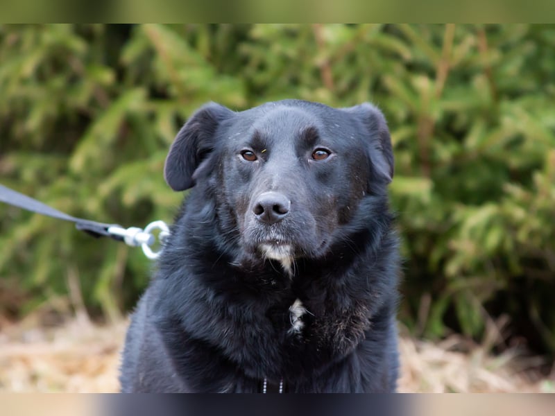 Familienhund Semön sucht ein Zuhause
