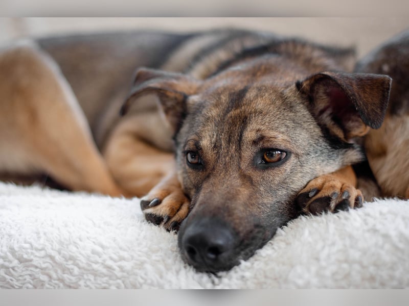 Hübscher Mickey braucht liebe