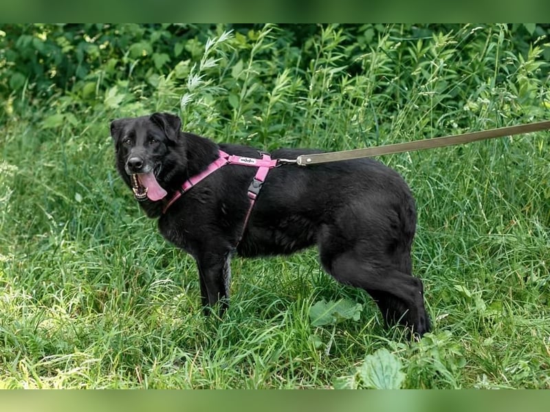 Schöne schwarze Lala sucht Traumzuhause