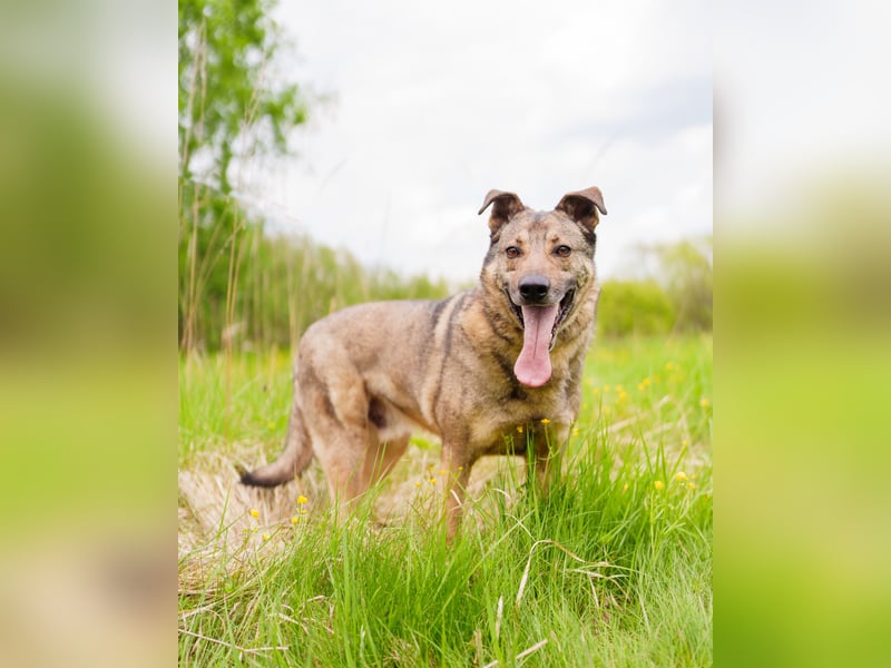 Hübscher Mickey braucht liebe