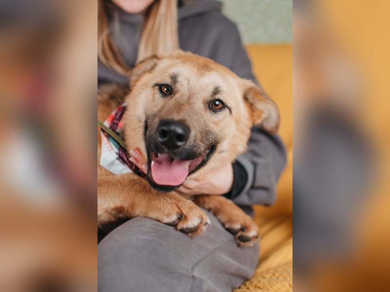 Hundemädchen Mila sucht Familie
