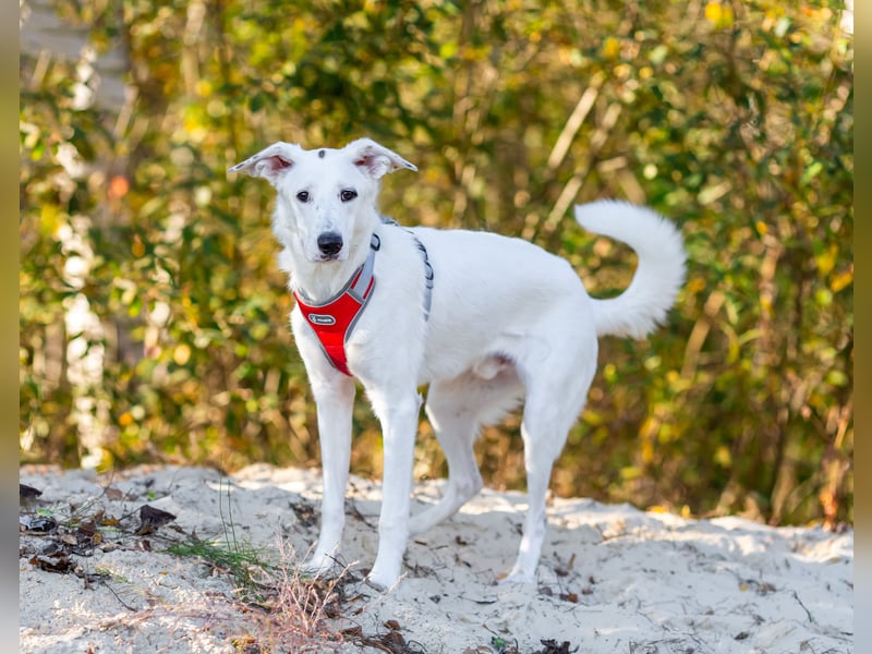 Weißer Uma sucht zu hause