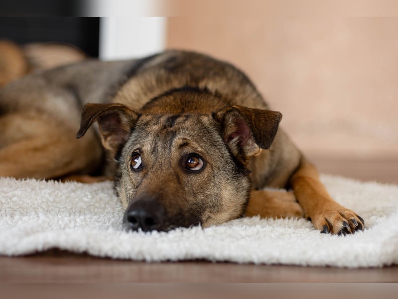 Hübscher Mickey braucht liebe