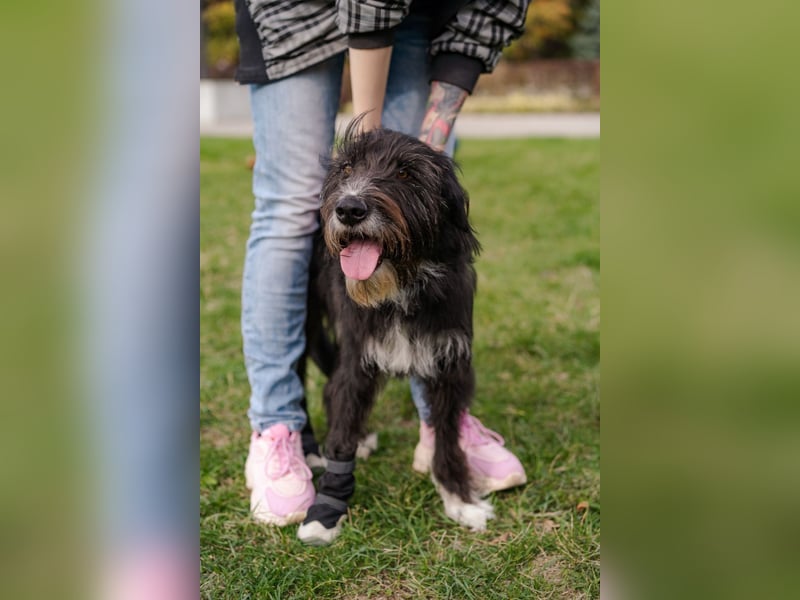 Harley ist ein Hund mit besonderen Bedürfnissen, der ein Zuhause sucht.